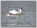 Ingrandisci la foto dell'Avocetta