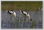 Ingrandisci la foto dell'Avocetta