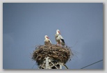 Ingrandisci la foto della Cicogna Bianca sul nido