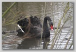 Ingrandisci la foto del Cigno Nero