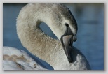 Ingrandisci la foto del giovane di Cigno reale