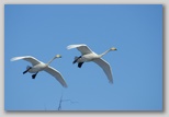 Ingrandisci la foto del Cigno Selvatico