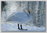 Ingrandisci la foto del Cigno Selvatico