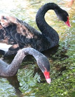 Ingrandisci la foto del Cigno Nero