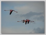 Ingrandisci la foto dei fenicotteri in volo