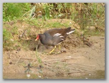 Ingrandisci la foto della Gallinella D'Acqua