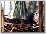 Ingrandisci la foto della Gallinella D'Acqua sul nido