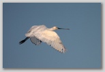 Ingrandisci la foto della Spatola in volo