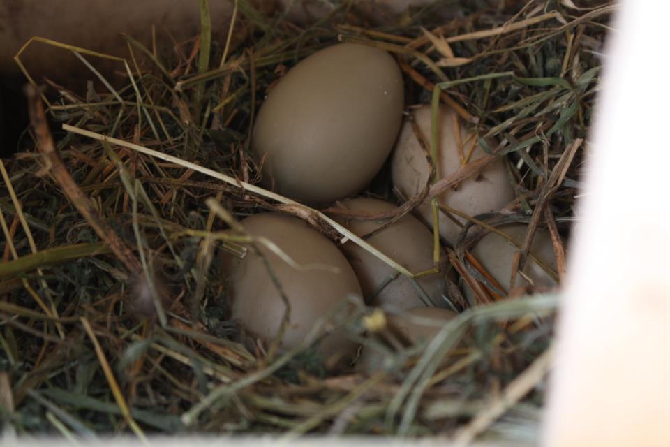 Ingrandisci la foto delle uova di Moretta